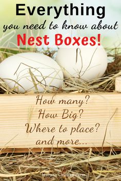 three eggs in a nest box with the words everything you need to know about nest boxes