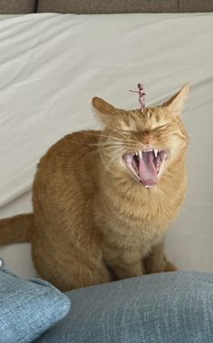 an orange cat yawns while sitting on a bed with its mouth wide open