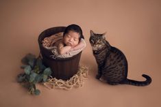 a baby in a basket next to a cat on a brown background, with leaves