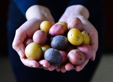 a person holding out their hands full of fruit