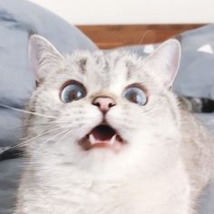 a cat with its mouth open and it's eyes wide open