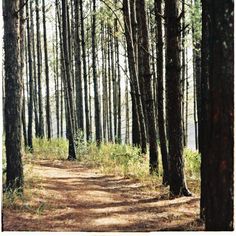 a dirt road in the middle of a forest