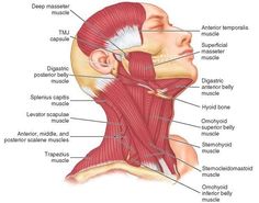 the muscles are labeled in this diagram, including the neck and upper half of the head