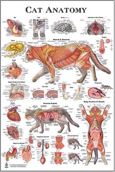 an animal's anatomy chart with all the major muscles