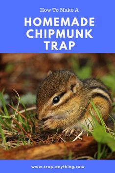 a chipmunk sitting in the grass with text that reads how to make a homemade chip