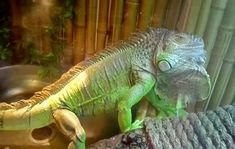 an iguana sitting on top of a tree branch