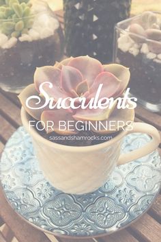 succulents for beginners on a plate with a cup and saucer