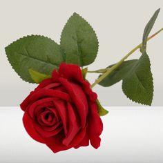 a single red rose with green leaves