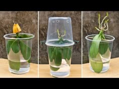 three pictures of a plant in a glass vase with water and leaves on the inside