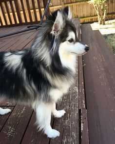 a black and white dog standing on top of a wooden deck