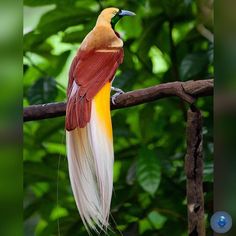 a colorful bird sitting on top of a tree branch