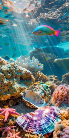 an underwater view of corals and other marine life in the ocean with sunlight streaming through