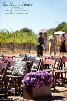 purple flowers are placed on wooden chairs in front of the wine vineyard with people standing behind them