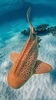 a large brown and black fish swimming in the ocean near some corals on the water