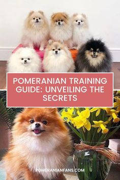 Pomeranian Training Guide: Unveiling the Secrets Sled Dogs, Dog Sledding, Sled, The Secret, Train, Dogs