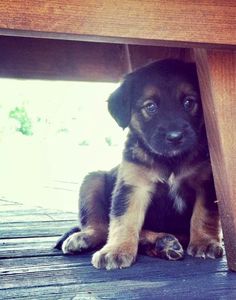 a puppy sitting under a wooden table with its paws on it's leg and head looking at the camera