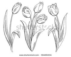 three tulips on a white background