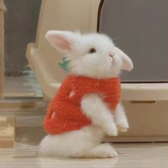 Rabbit bunny cute Kawaii strawberry Pet Bunny Rabbits, Haiwan Comel, Cute Bunny Pictures, Cute Small Animals, Pet Bunny, Super Cute Animals, Cute Animals Images