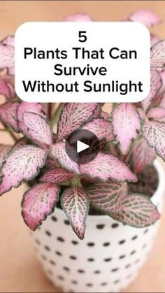 a potted plant with pink flowers in it and the words 5 plants that can survive without sunlight