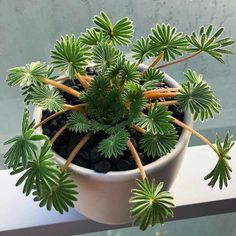 a small potted plant is sitting on a window sill