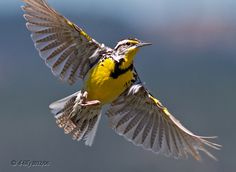 a yellow and black bird flying in the air with its wings spread out to catch food