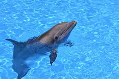 a dolphin swimming in the water with its mouth open