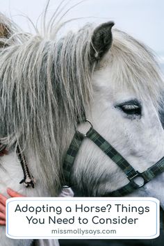 a woman is petting a horse with the caption saying, adopting a horse? things you need to consider