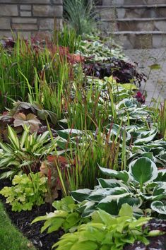 a garden filled with lots of green plants next to a brick wall and steps in the background