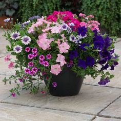 a potted plant filled with lots of purple and pink flowers sitting on top of a stone floor