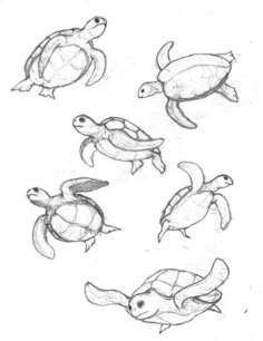 four turtles are depicted in this drawing