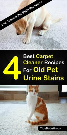 the four best carpet cleaner recipes for old pet urine stains are shown in this image