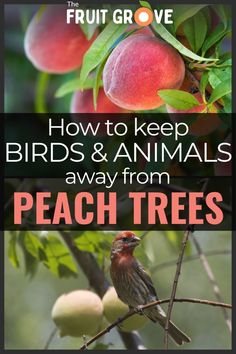 Protect peach trees from birds, squirrels, and rodents with these simple tips! When peach harvest season comes around, I want to do everything I can (humanely) to keep birds and squirrels out of fruit trees. Pin this post to discover eco-friendly and nonlethal methods to deter animals from eating the peaches you’re growing. I’ve found many easy, effective, inexpensive methods to keep peaches safe (or at least, safer) from these critters. Protecting Plants From Animals, Peach Harvest, Orchard Ideas, Fruit Forest, Farm Orchard