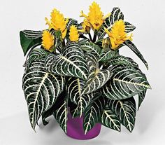 a potted plant with yellow flowers and green leaves