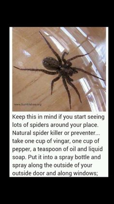 a spider is shown on the screen in an instagramture with text that reads, keep this mind if you start seeing lots of spiders around your place