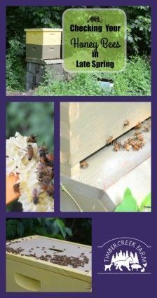 the beekeeper's guide to checking your honey bees in late spring