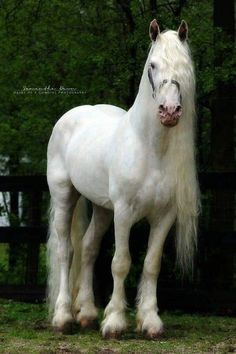 a white horse with long hair standing in front of a wooden fence and green trees