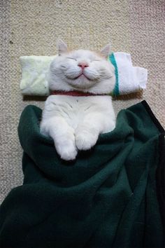 a white cat laying on top of a green blanket