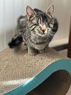 a cat sitting on top of a scratching post