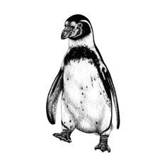 a black and white drawing of a penguin