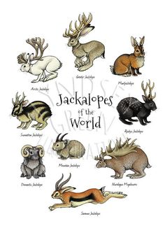 the different types of animals that are featured in this book, including an antelope and