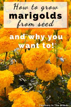 growing marigolds from seed Growing Marigolds, Survival Preparedness, Frugal Gardening, Sunny Flowers, Grow Wildflowers, Seed Saving, Flower Gardens, Garden Kits, Garden Pests