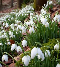 snowdrops are growing in the ground next to grass