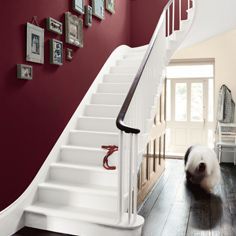 there is a dog that is walking down the stairs in this house with red walls