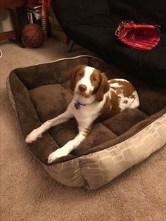 a brown and white dog laying on top of a bed in the middle of a living room