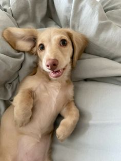 a small brown dog laying on top of a bed