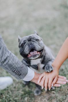 a person holding the hand of a small dog