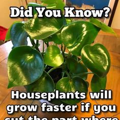 a potted plant with the words did you know? houseplants will grow faster if you cut the part where they are