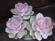 three pink succulents in a blue pot on a black cloth covered table