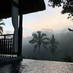 a hot tub sitting in the middle of a lush green forest filled with palm trees