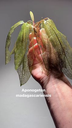 a hand holding a small plant with green leaves on it's tip and the words aponggetton madagascarcariessis written below